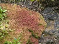 Растения Кунашира и Итурупа изучили сахалинские биологи, Фото: 7