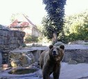 Медведь из Калининграда 