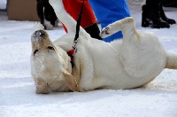 Собачьи бега в Южно-Сахалинске, Фото: 26