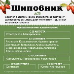 Сроки сбора ягод на Сахалине в 2023 году, Фото: 4