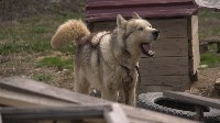 В сахалинском СНТ умирают от голода собаки, Фото: 7