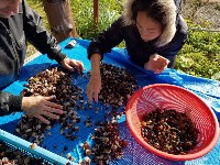 Для восстановления популяции в залив Анива выпустили 60 тысяч приморских гребешков, Фото: 1