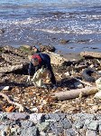 Сахалинцы очистили берег моря, заваленный бутылками, вёдрами и сломанной бытовой техникой, Фото: 4