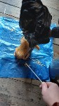 “Спрятали ухищрённым способом”: запрещённые предметы в ведре с краской нашли в колонии на Сахалине, Фото: 4