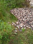 Житель Долинска обнаружил свалку рыбьих голов в городе, Фото: 2