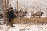 Около сотни благородных оленей доставили на Сахалин, Фото: 34