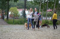 В рамках выставки беспородных собак в Южно-Сахалинске 8 питомцев обрели хозяев, Фото: 282