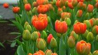 К 8 марта на Сахалине вырастили 400 тысяч тюльпанов, Фото: 3