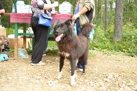 В рамках выставки беспородных собак в Южно-Сахалинске 8 питомцев обрели хозяев, Фото: 49