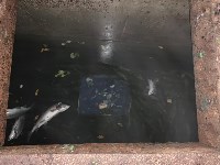 Схрон со 150 килограммами красной икры обнаружили сахалинские пограничники, Фото: 2