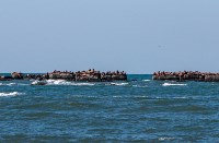 Сивучи приплыли в Невельск, Фото: 3