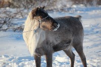 Якутские олени обживаются на севере Сахалина: фоторепортаж из Ногликского района, Фото: 110