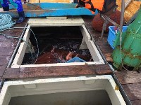 Более шести тонн неучтенного осьминога обнаружили на пяти японских судах у Курил, Фото: 5