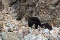 Медведи раскопали сардины, выброшенные на побережье Курил ещё зимой, Фото: 5