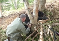 Медведя спасли из браконьерской ловушки на юге Сахалина , Фото: 3