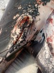 Мертвого кита вытащили на берег в Макаровском районе, Фото: 7