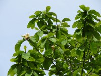 Краснокнижные растения воспроизводят на Кунашире, Фото: 2