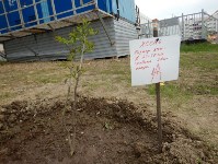 В сквере Ждакаева прошла акция по посадке деревьев, Фото: 1