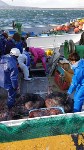 Более шести тонн неучтенного осьминога обнаружили на пяти японских судах у Курил, Фото: 2