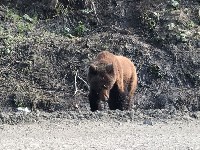 Медведь вышел к людям в районе Арсентьевки, Фото: 8