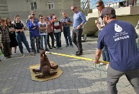 Активистов на Сахалине научили ловить сивучей, Фото: 4