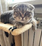 На конкурс astv.ru прислали больше ста фото теплолюбивых сахалинских котиков, и они потрясающие, Фото: 20