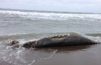 Гнилую тушу морского животного нашли на берегу возле Взморья, Фото: 2