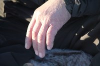 Якутские олени обживаются на севере Сахалина: фоторепортаж из Ногликского района, Фото: 90