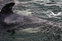 У косаток в «китовой тюрьме» эксперты заметили странные кожные изменения, Фото: 2