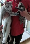 Мужчину, кота и кошку спасли при пожаре в Южно-Сахалинске, Фото: 4