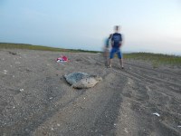 Спасение тюленя в озере за Стародубским, Фото: 4