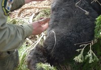 Медведя спасли из браконьерской ловушки на юге Сахалина , Фото: 4