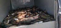 Сахалинские пограничники изъяли у браконьеров почти шесть тонн рыбы, Фото: 1