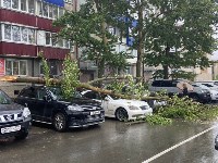 Дерево рухнуло на три автомобиля в Южно-Сахалинске, Фото: 2