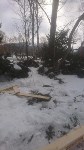 Краснокнижные тисы в городском парке Южно-Сахалинска оказались под угрозой, Фото: 11