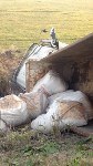 Легковушка с иностранцами загнала в кювет КамАЗ в пригороде Южно-Сахалинска, Фото: 5