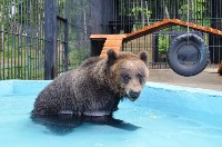 Медведица Юлька празднует ровно год после новоселья в сахалинском зоопарке, Фото: 2