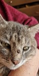 Кота с пулей в голове нашли в Южно-Курильске, Фото: 2
