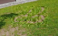 Неизвестные оставили неприличный рисунок на газоне в парке Южно-Сахалинска, Фото: 2