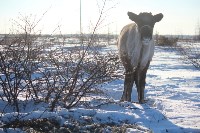 Якутские олени обживаются на севере Сахалина: фоторепортаж из Ногликского района, Фото: 112