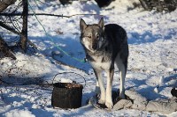 Якутские олени обживаются на севере Сахалина: фоторепортаж из Ногликского района, Фото: 102