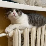 На конкурс astv.ru прислали больше ста фото теплолюбивых сахалинских котиков, и они потрясающие, Фото: 19