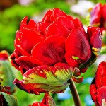 Совхоз "Тепличный" вырастил необычные тюльпаны к 8 марта, Фото: 5