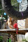 Тигру в сахалинском зоопарке исполнилось 9 лет, Фото: 1