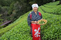 Сбор зеленого чая в Мищима , префектура Щидзуока., Фото: 26