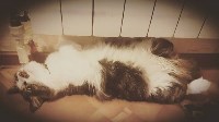 На конкурс astv.ru прислали больше ста фото теплолюбивых сахалинских котиков, и они потрясающие, Фото: 4