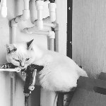 На конкурс astv.ru прислали больше ста фото теплолюбивых сахалинских котиков, и они потрясающие, Фото: 88