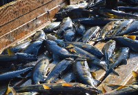 Рыбзавод в Холмском районе оплодотворит 15 миллионов икринок кеты, Фото: 4