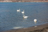 Лебеди в Невельске в 2026 году, Фото: 1