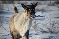 Якутские олени обживаются на севере Сахалина: фоторепортаж из Ногликского района, Фото: 111